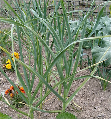 20120525-garlic Allium_sativum_garden.jpg